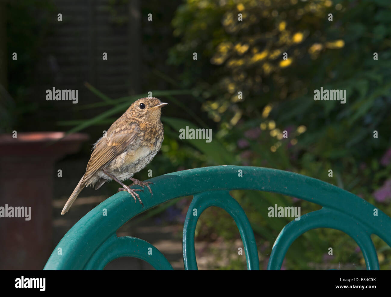 Robin Erithacus Rubecula juvenile im Garten Norfolk Stockfoto