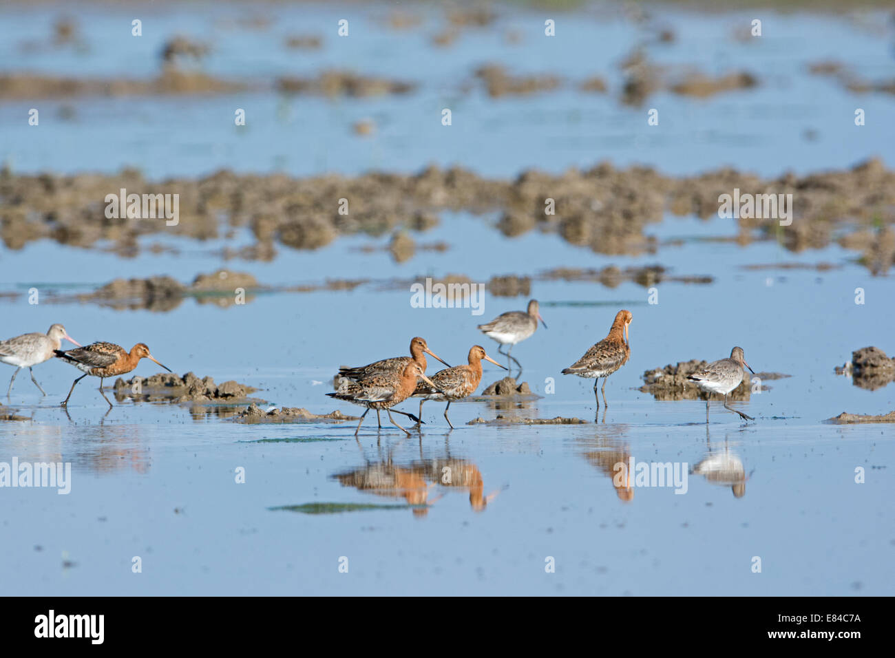Black-tailed Godwits Limosa Limousinen in Cley Norfolk im Herbst Stockfoto