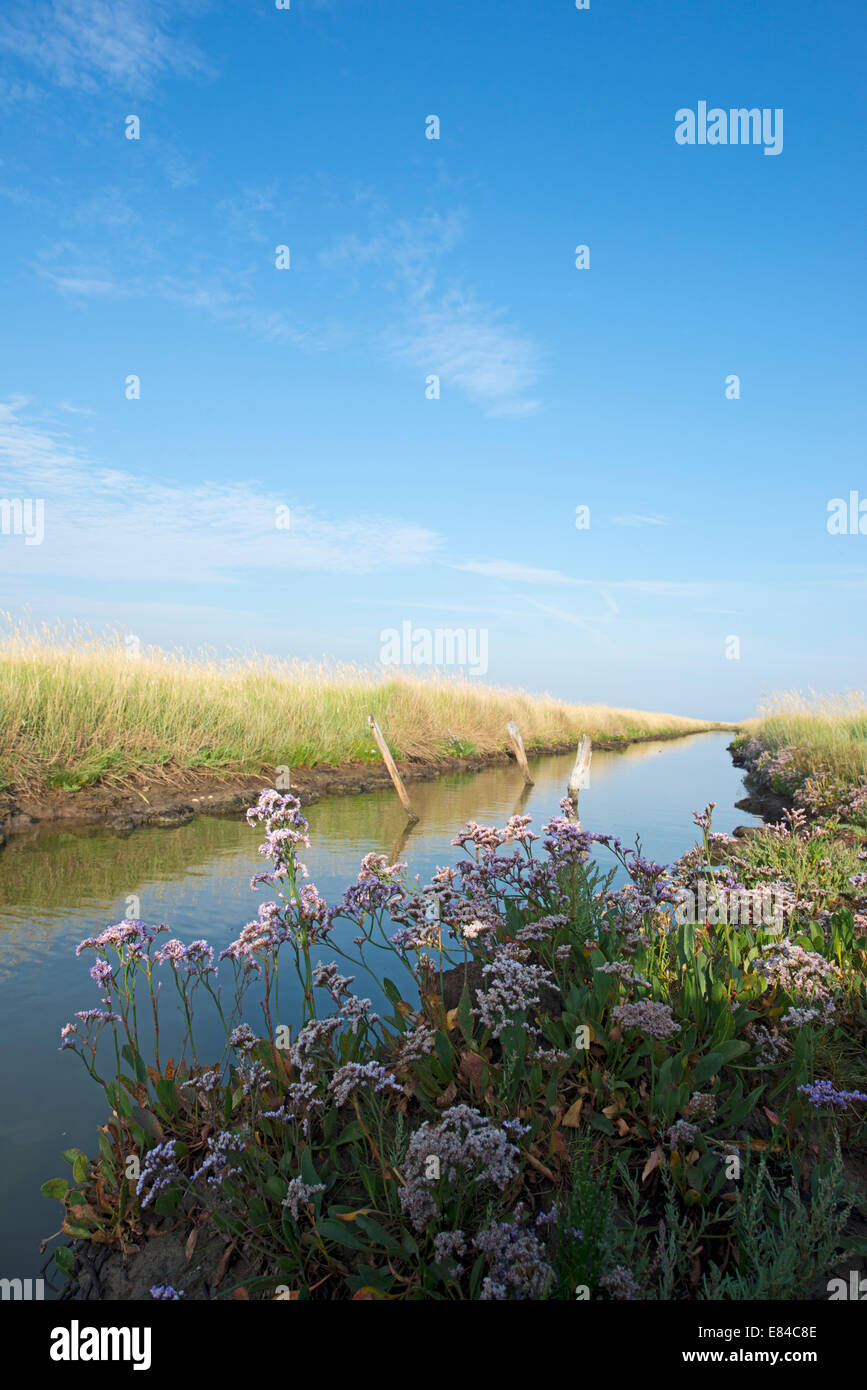 Strandflieder wächst entlang Deich über Marsh Salthouse Norfolk Juli Stockfoto