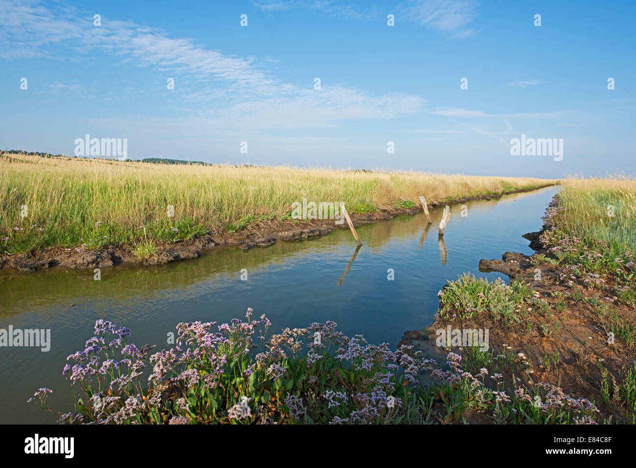 Strandflieder wächst entlang Deich über Marsh Salthouse Norfolk Juli Stockfoto