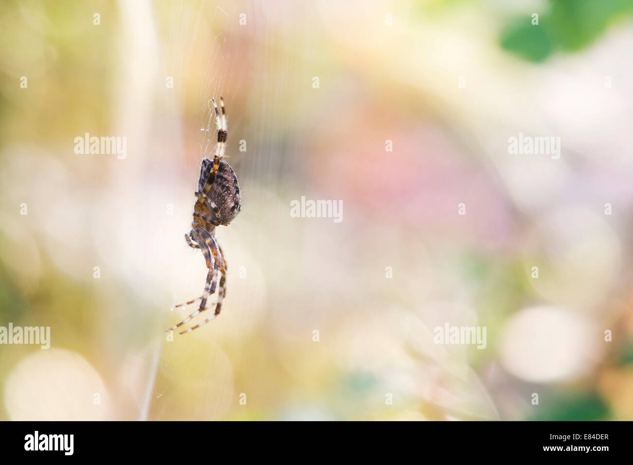 Araneus Diadematus. Gemeinsamen Orb Weaver Spider auf einer Webseite in einem englischen Garten Stockfoto