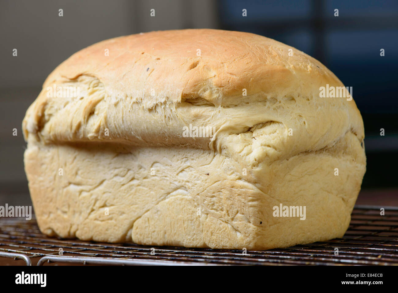 Hausgemachtes Brot frisch aus dem Ofen, auf einem Kuchengitter abkühlen. Stockfoto