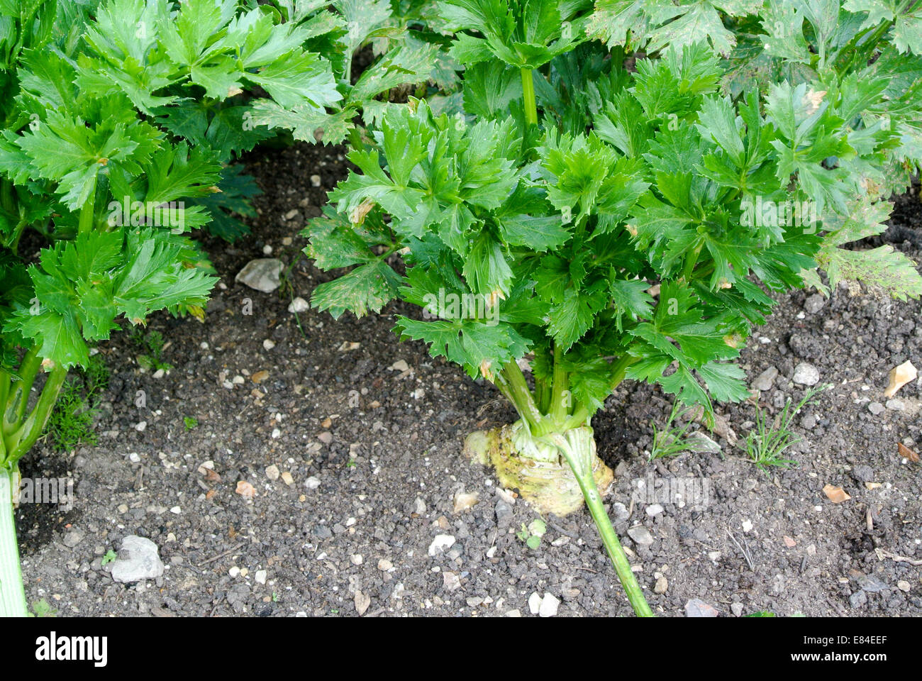Knollensellerie-Anbau Stockfoto