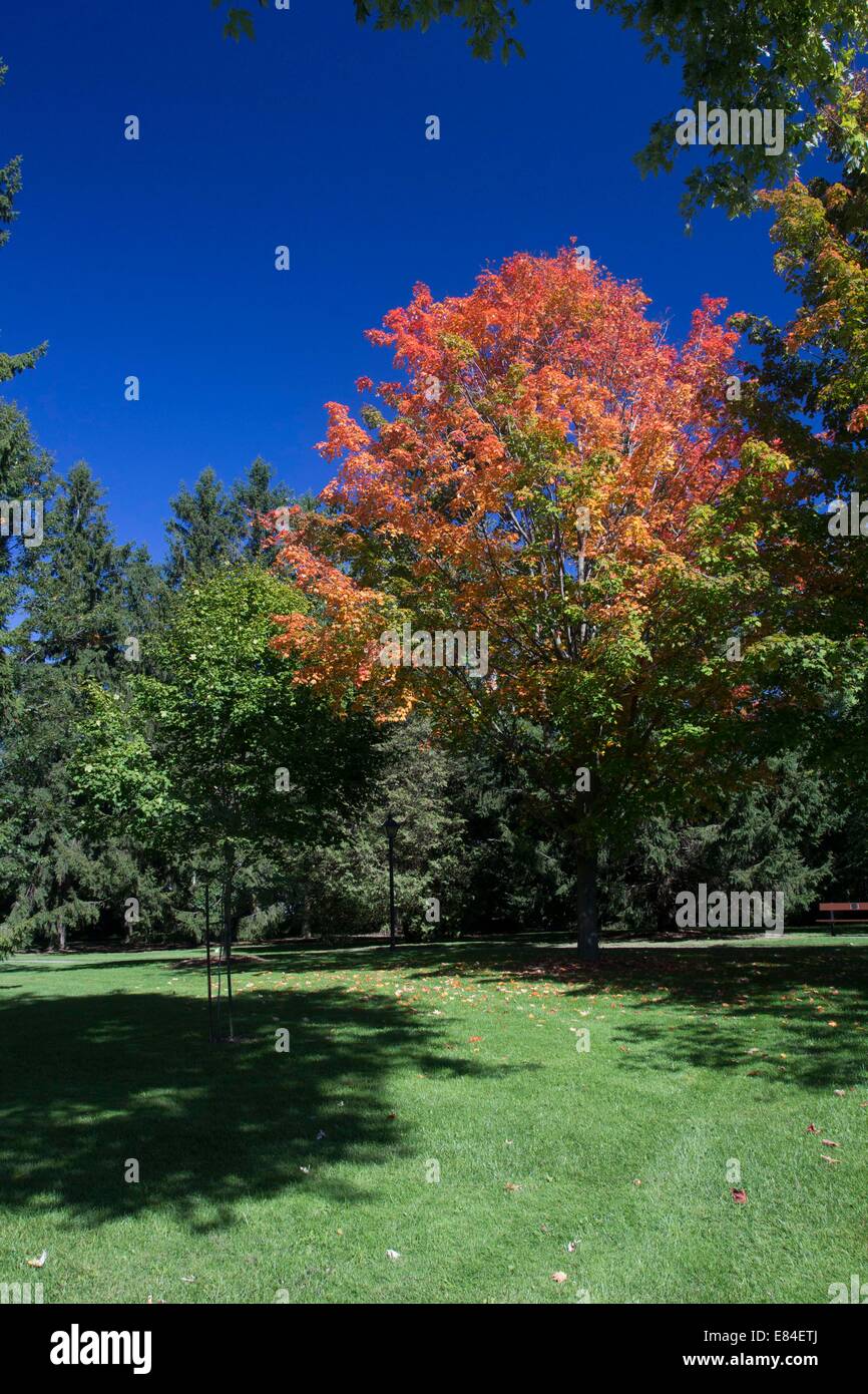 Ahorn-Bäume-Tunning rot im Garten Toronto Kanada Stockfoto