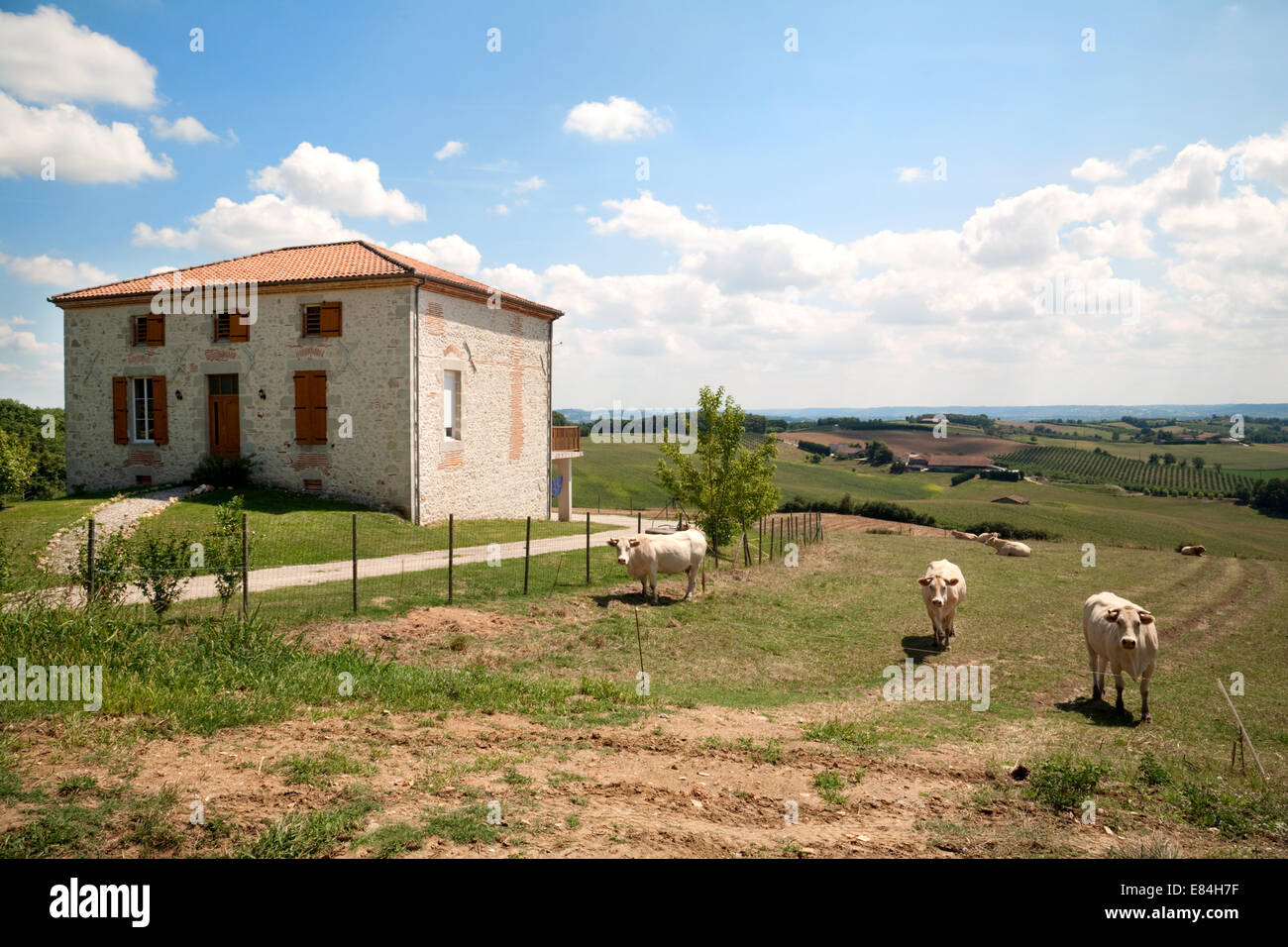 Bauernhaus auf einem Milchviehbetrieb mit Kühen, Aquitaine, Frankreich Französisch Stockfoto