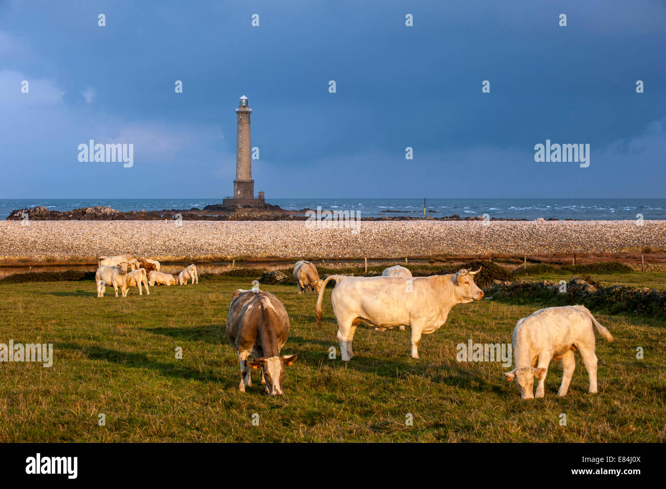 Kühe im Feld und Leuchtturm am Cap De La Hague, Halbinsel Cotentin, Basse-Normandie, Frankreich Stockfoto