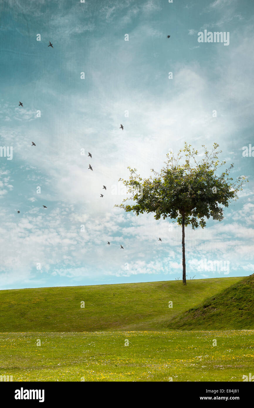 Spatzen über junge Eiche Stockfoto