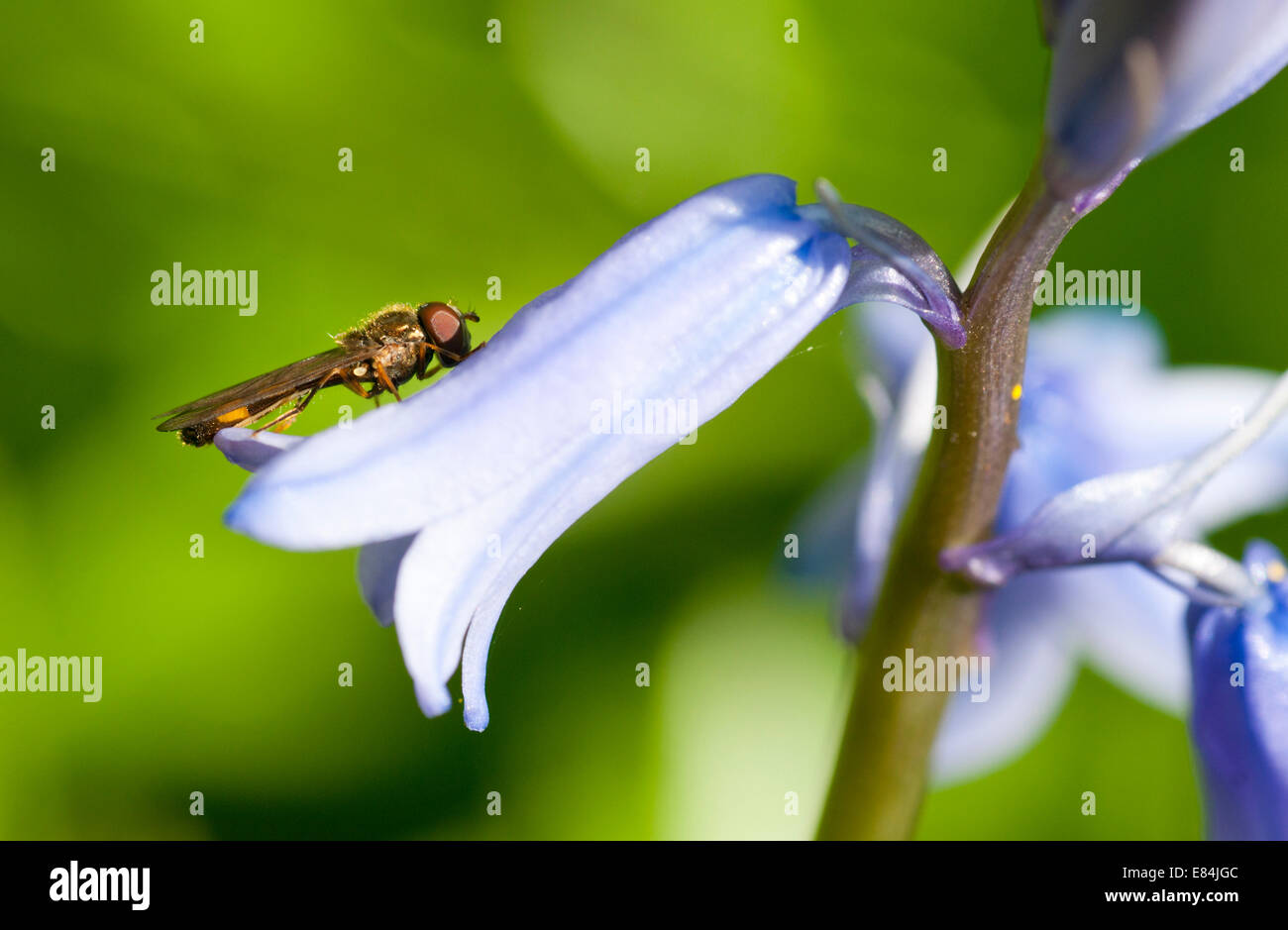 Glockenblume Blüte mit einer ruhenden unbekannten Hoverfly drauf Stockfoto