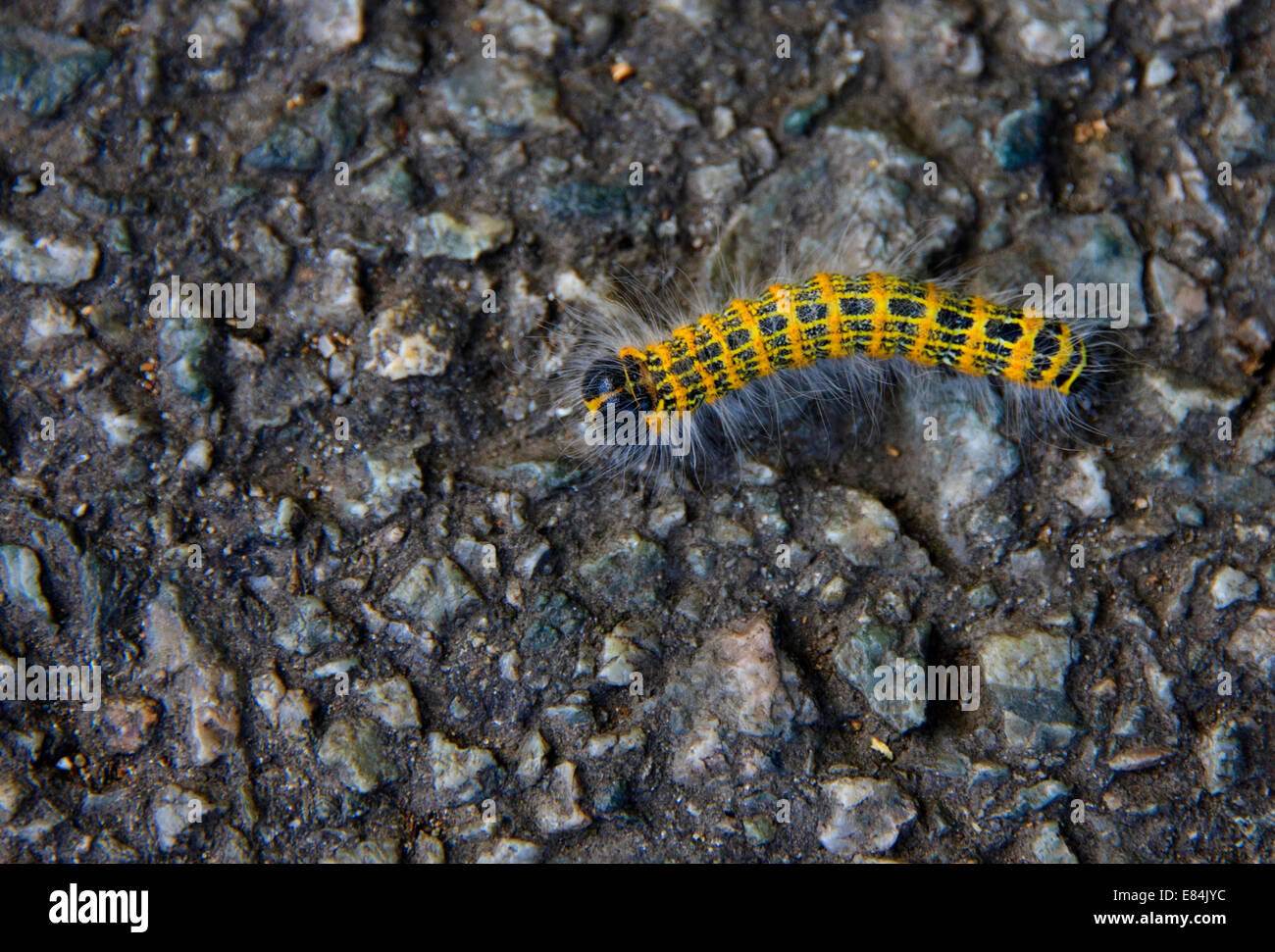 Buff-Tip Falter Raupe Stockfoto