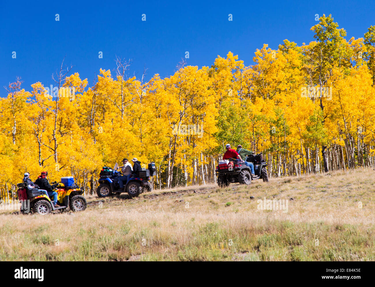 Touristen auf ATV genießen Sie Herbst Laub & Herbst Farben, Aspen Ridge, zentralen Colorado, USA Stockfoto