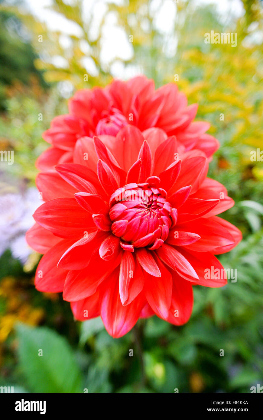 Große rote Seerose-Dahlie Stockfoto