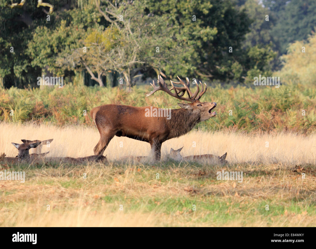 Bushy Park, SW-London, England, UK. 30. September 2014. Mit der Spurrinnen Saison in vollem Gange, ein Rotwild Hirsch eine Warnung für andere Männer brüllt, von seiner Herde Weibchen in Bushy Park fernzuhalten. Die Temperaturen erreichten wieder 23 Grad heute offiziell so dass dies der heißesten und trockensten September seit Beginn der Aufzeichnungen vor 100 Jahr nach dem Met Office. Bildnachweis: Julia Gavin UK/Alamy Live-Nachrichten Stockfoto