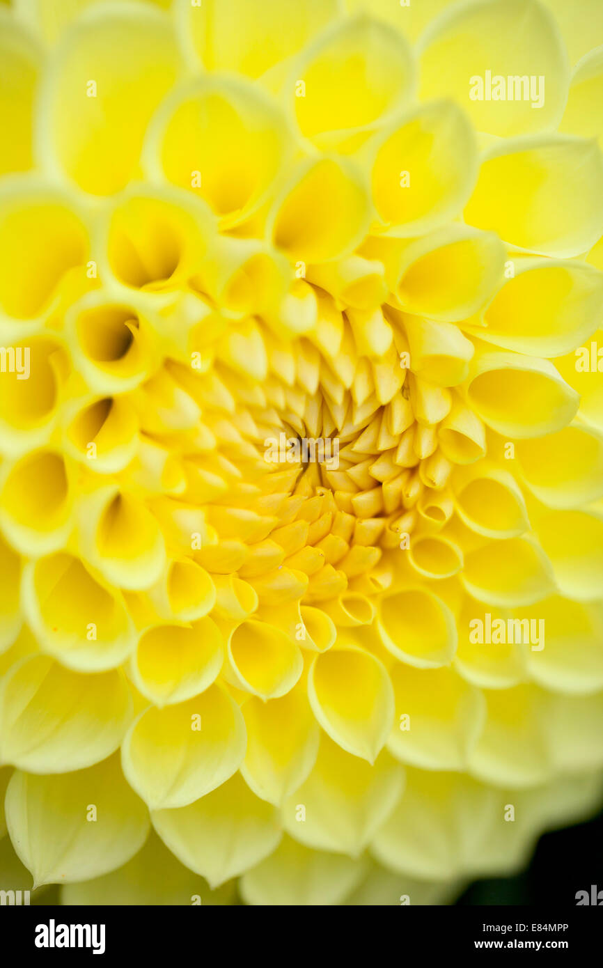 Eine Nahaufnahme einer schönen gelben Pompon / Pompon Dahlia, die in Großbritannien, England, Großbritannien blüht Stockfoto