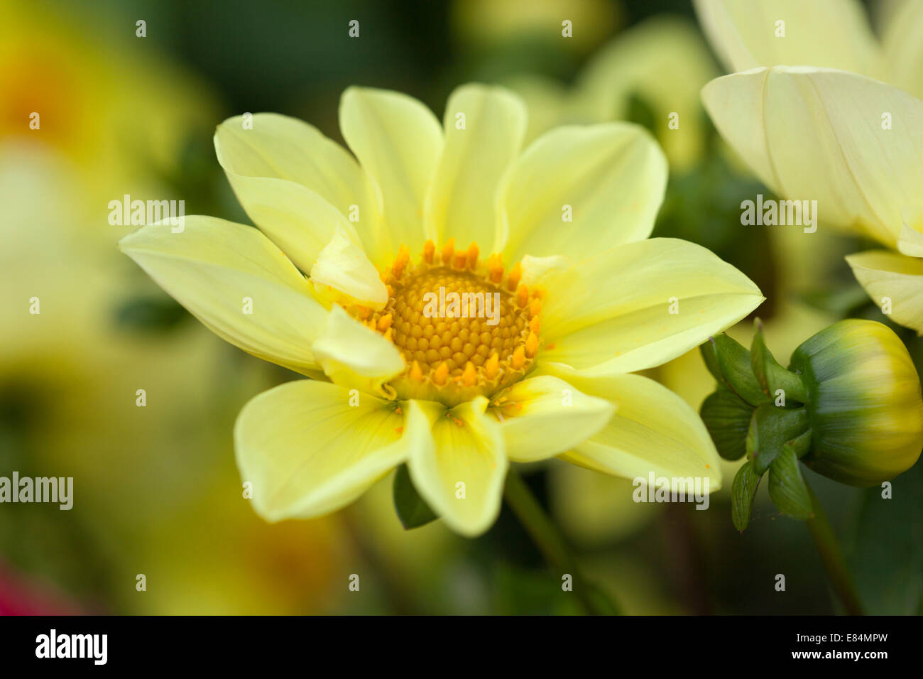 Eine schöne gelbe Dahlie blüht in einer Gartengrenze, England, Großbritannien Stockfoto