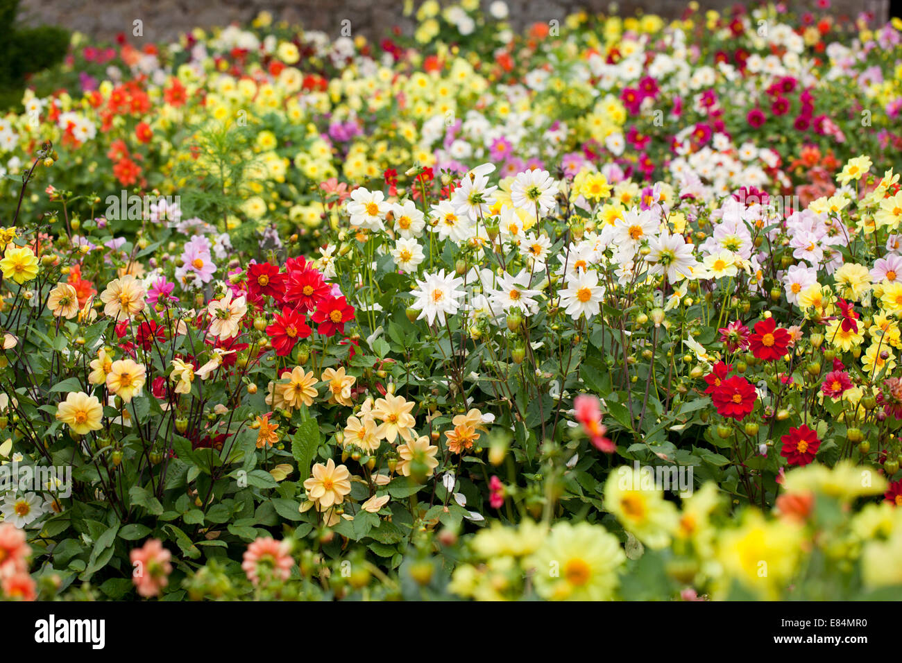 Nahaufnahme von gemischten Dahlien, die in einer englischen Gartengrenze blühen, England, Großbritannien Stockfoto