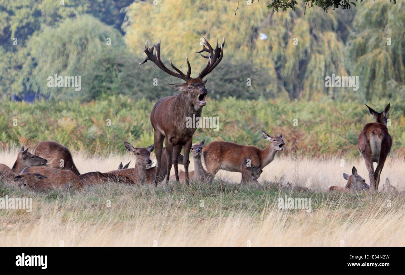 Bushy Park, SW-London, England, UK. 30. September 2014. Mit der Spurrinnen Saison in vollem Gange, ein Rotwild Hirsch eine Warnung für andere Männer brüllt, von seiner Herde Weibchen in Bushy Park fernzuhalten. Die Temperaturen erreichten wieder 23 Grad heute offiziell so dass dies der heißesten und trockensten September seit Beginn der Aufzeichnungen vor 100 Jahr nach dem Met Office. Bildnachweis: Julia Gavin UK/Alamy Live-Nachrichten Stockfoto
