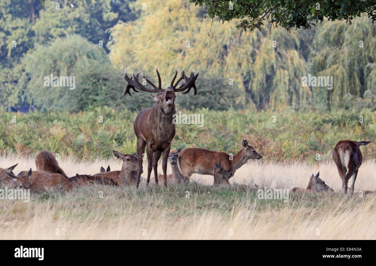 Bushy Park, SW-London, England, UK. 30. September 2014. Mit der Spurrinnen Saison in vollem Gange, ein Rotwild Hirsch eine Warnung für andere Männer brüllt, von seiner Herde Weibchen in Bushy Park fernzuhalten. Die Temperaturen erreichten wieder 23 Grad heute offiziell so dass dies der heißesten und trockensten September seit Beginn der Aufzeichnungen vor 100 Jahr nach dem Met Office. Bildnachweis: Julia Gavin UK/Alamy Live-Nachrichten Stockfoto