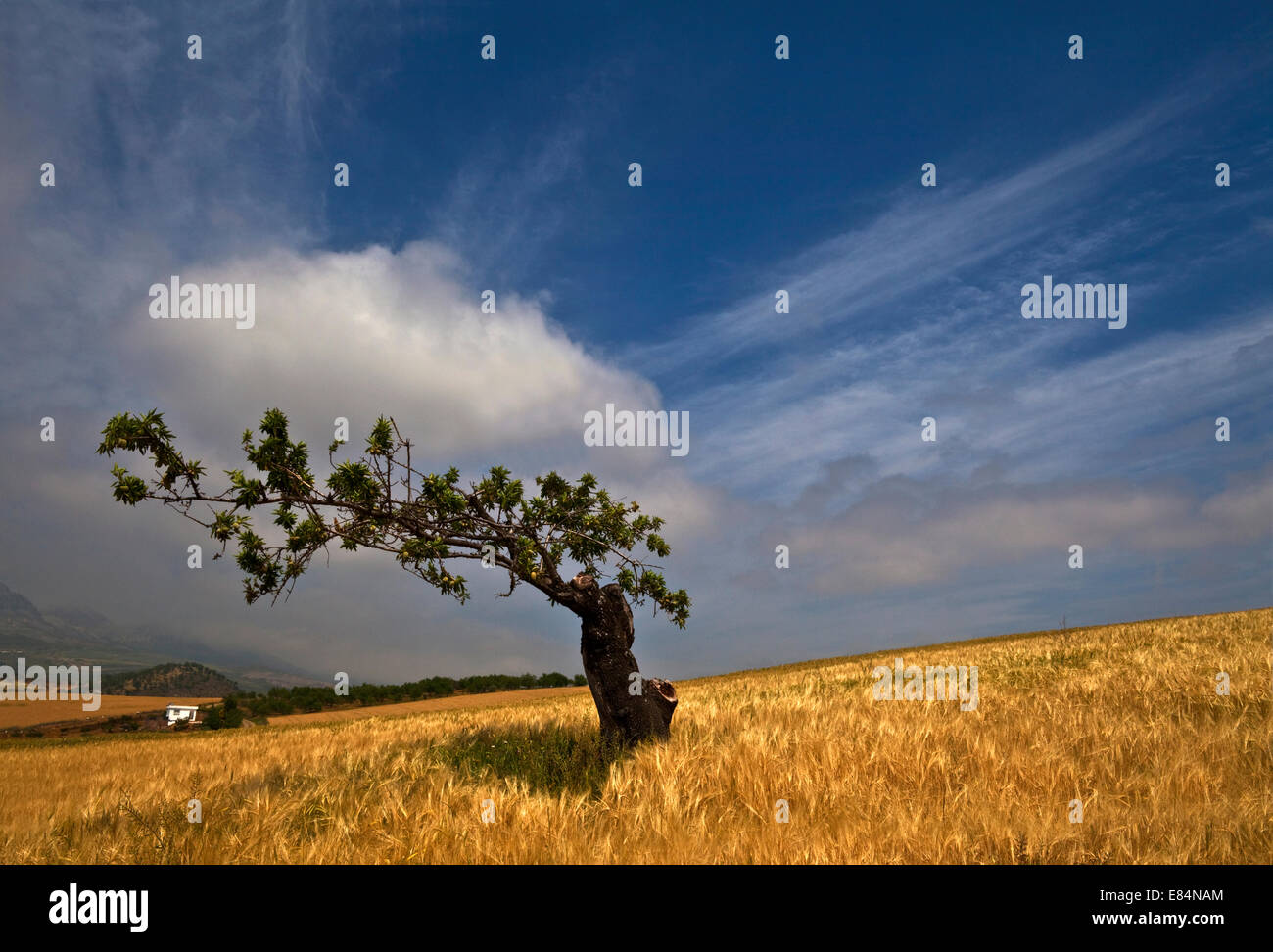 Alte Lemon Tree in einem Gerstenfeld nahe bei Casabermeja, Provinz Malaga, Andalusien, Spanien Stockfoto