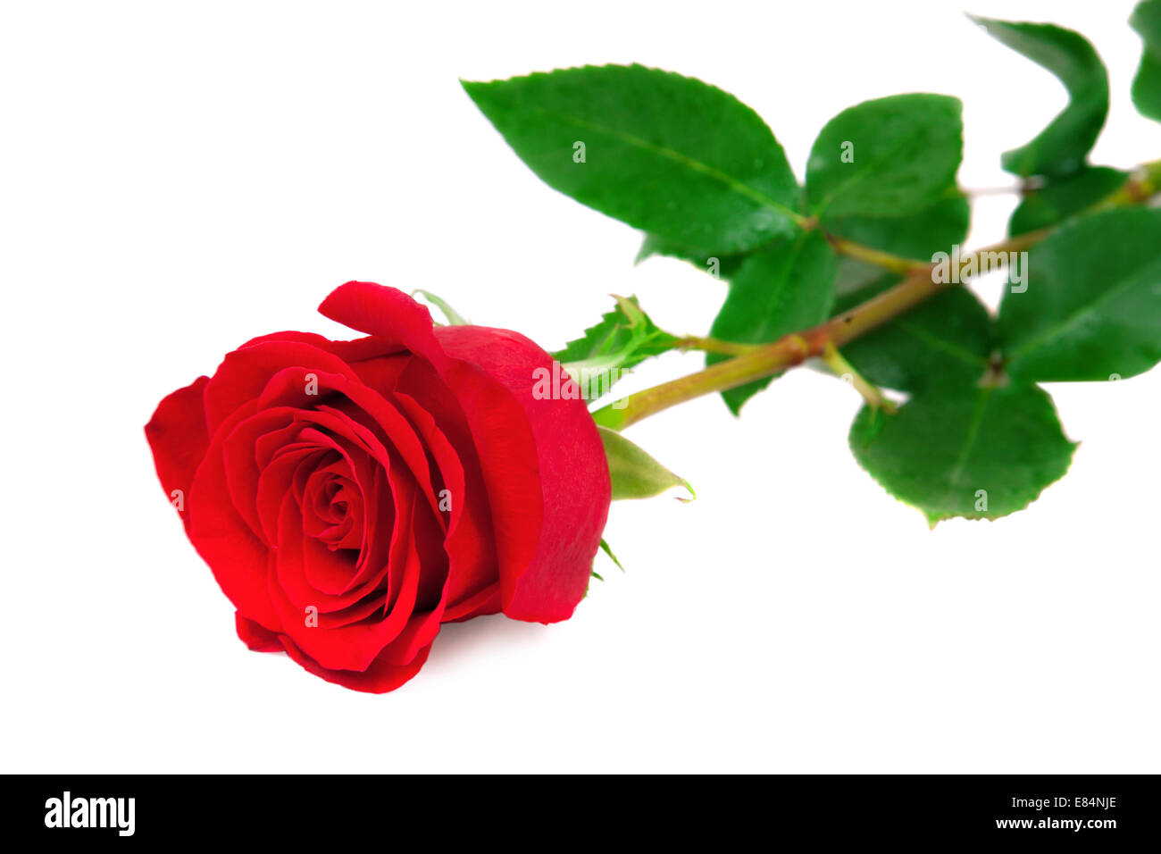 Schöne rote rose auf weißem Hintergrund Stockfoto