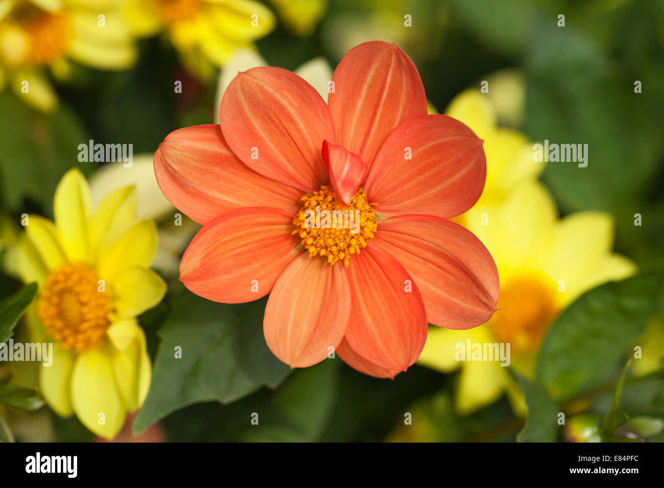 Nahaufnahme von leuchtend orangefarbenen und gelben Dahlien, die in einer gemischten Gartengrenze blühen, England, Großbritannien Stockfoto