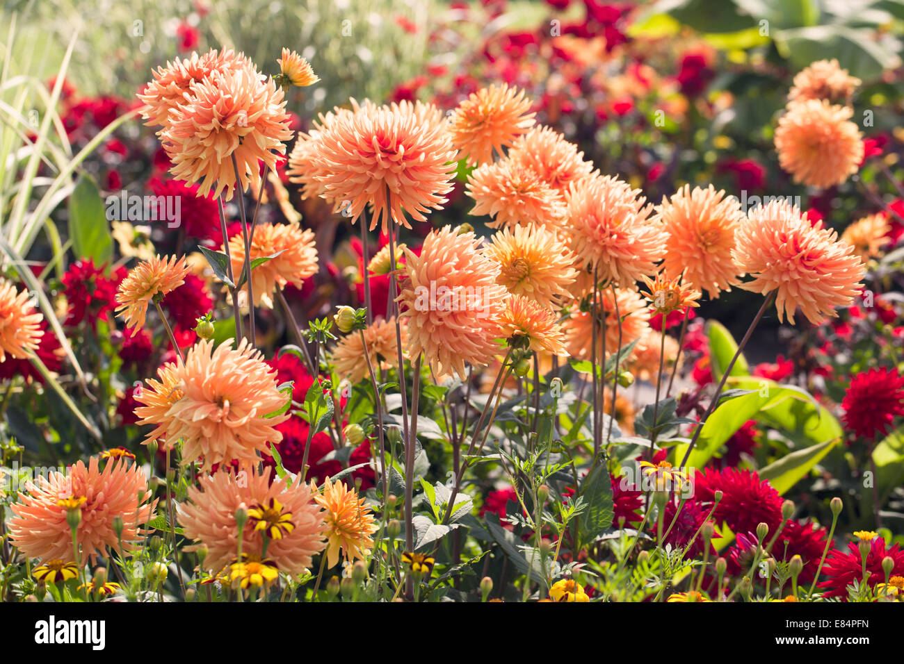 Leuchtend orange Dahlien blühen in einem englischen Garten Grenze Stockfoto