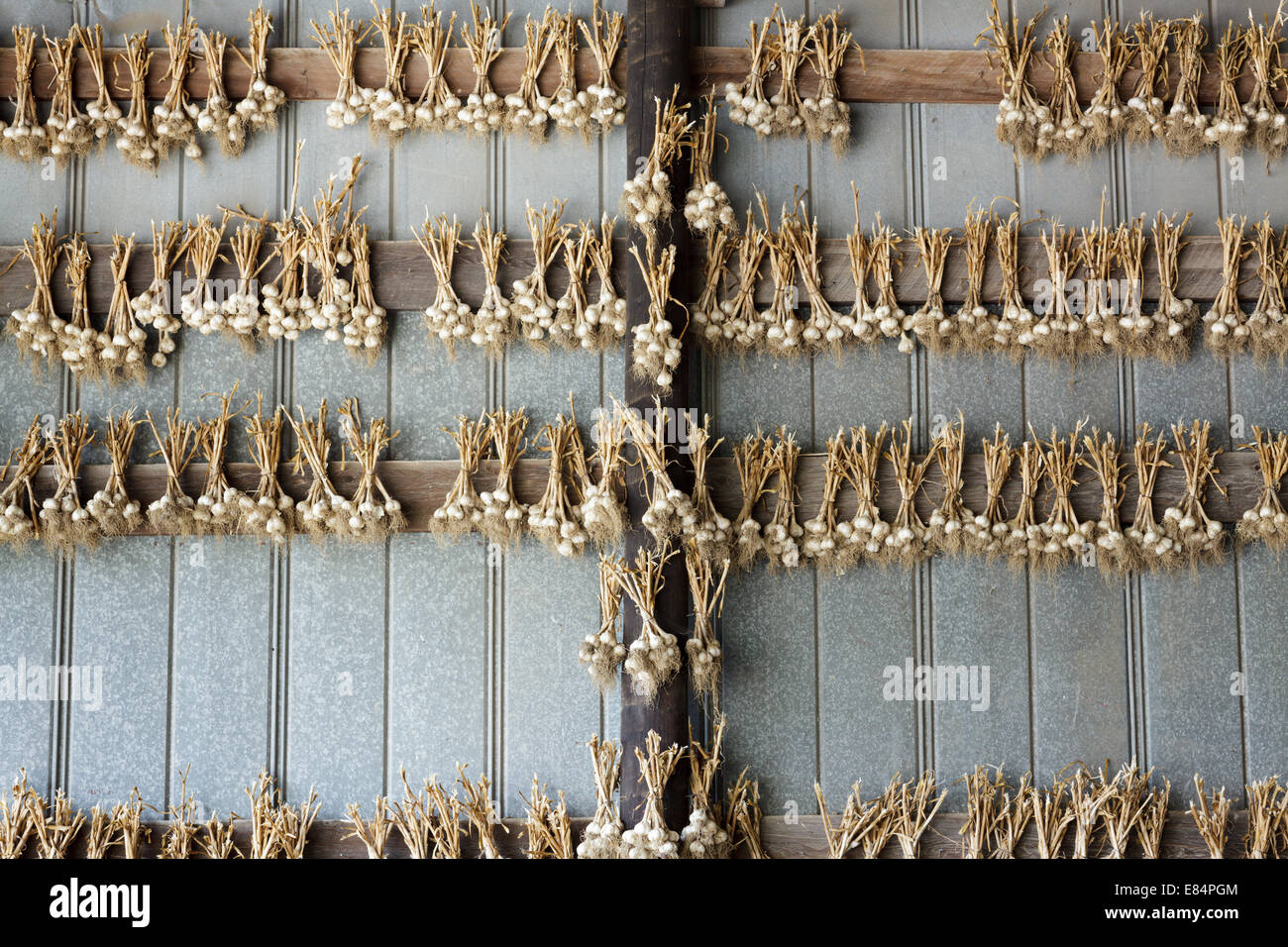 Zwiebeln, Knoblauch, geerntet, aufhängen und trocknen, Schoharie Valley, New York State. Stockfoto