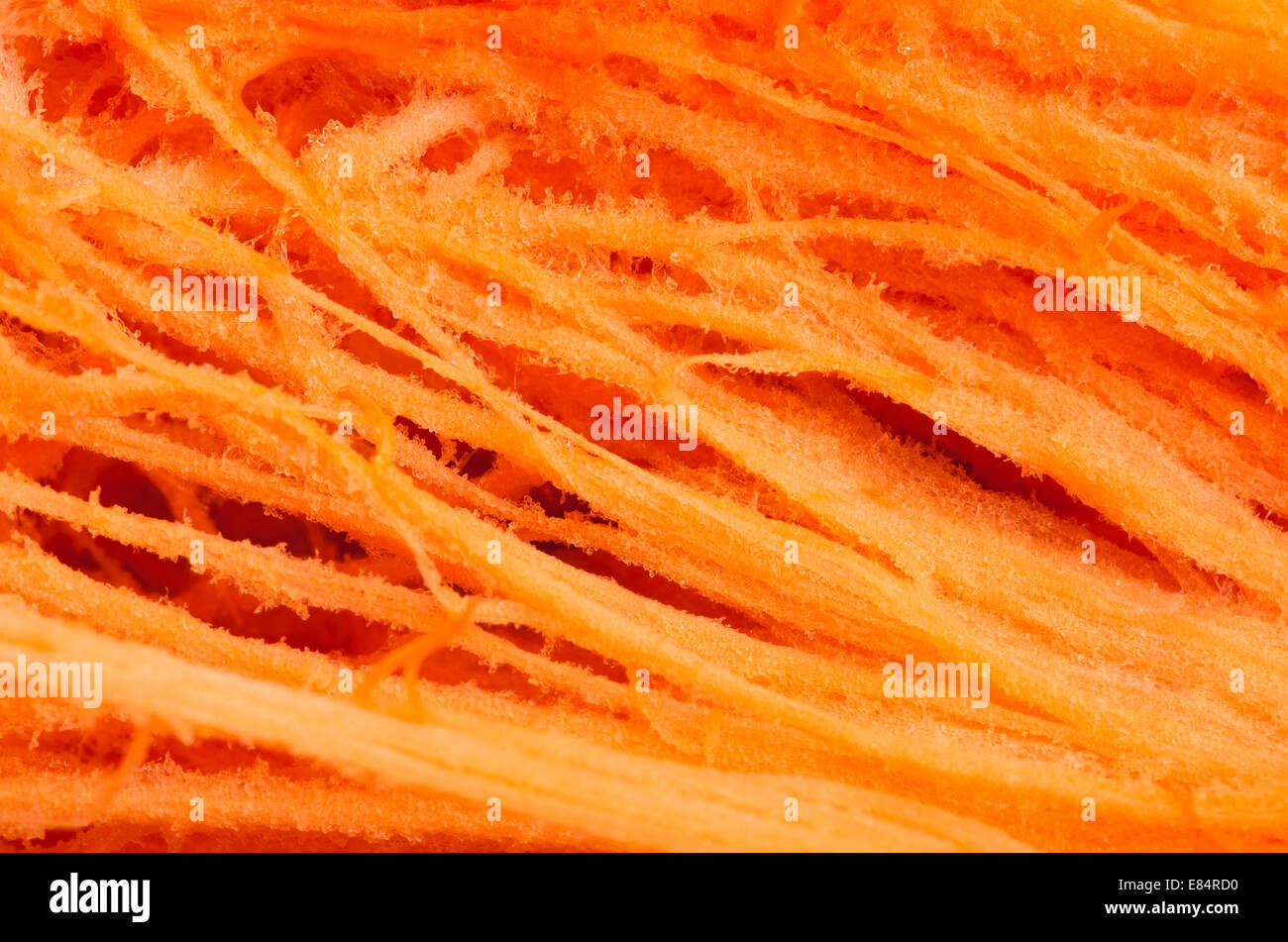Kürbis-Faser-Makro Stockfoto