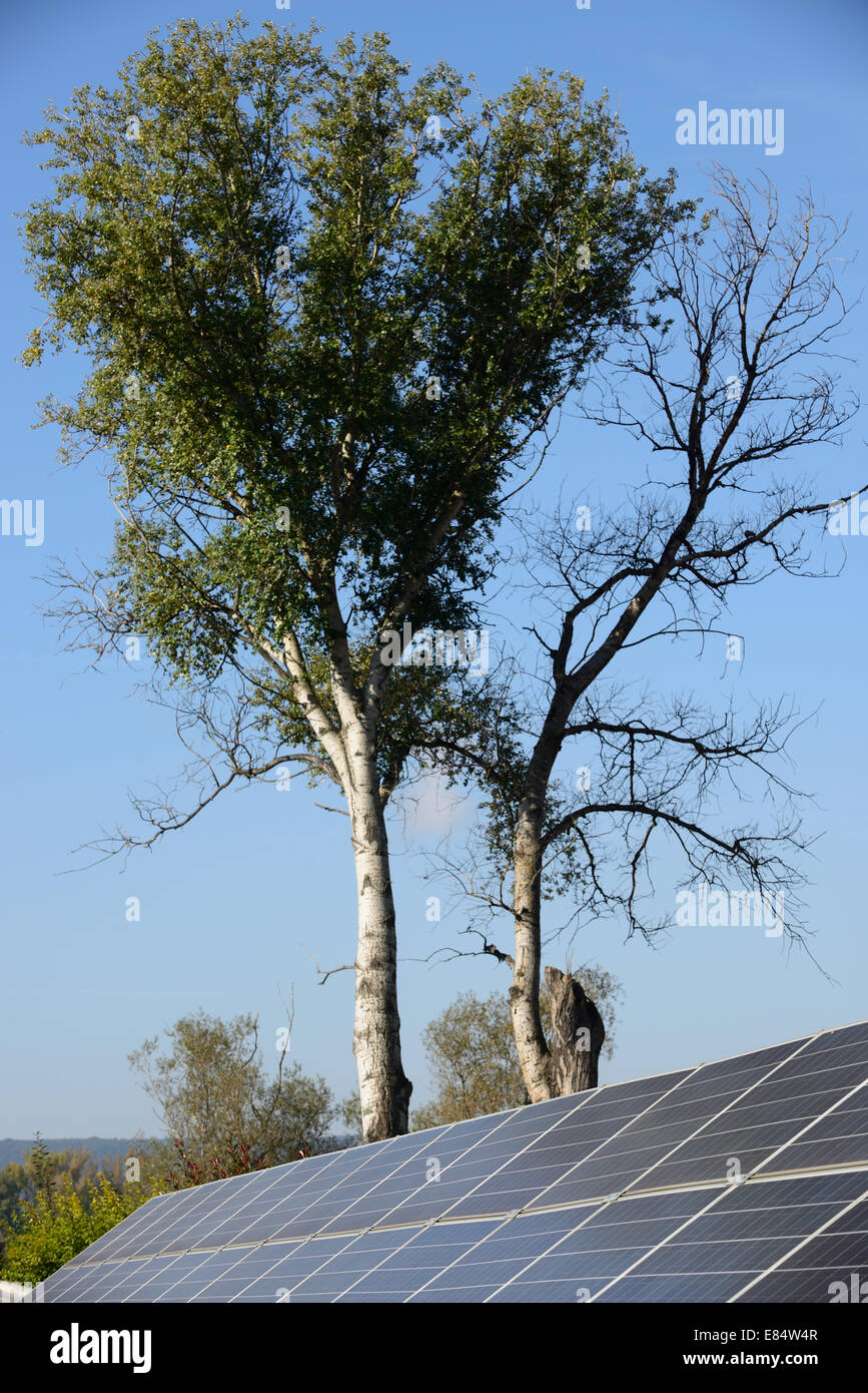Solaranlagen auf den Boden gegen grüner Baum Stockfoto