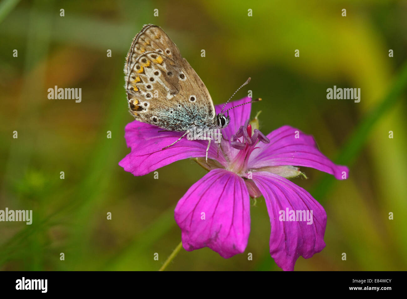 Geranie Argus (Eumedonia Eumedon) auf seinem Host Pflanzen Holz des Krans-Rechnung (Geranium Sylvaticum), Stockfoto