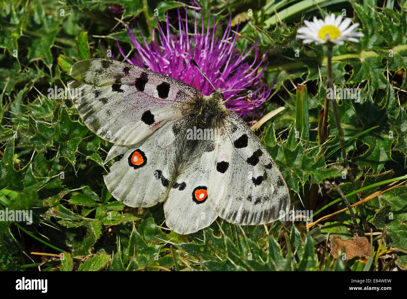 Apollo (schon Apollo), Stockfoto