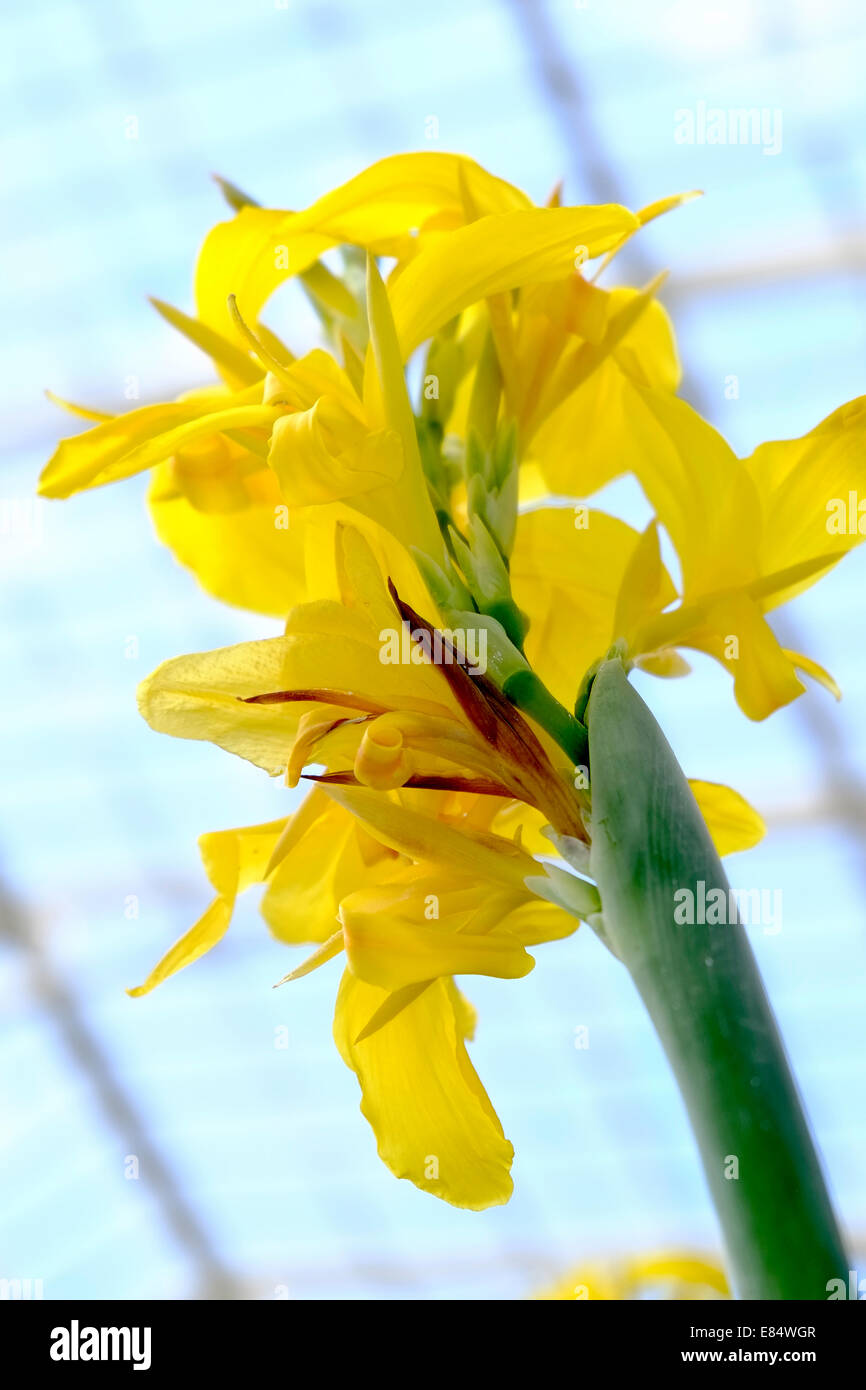 gesehen von unten eine gelbe Blume mit grünem Stiel gegen ein Gewächshaus Dach Stockfoto