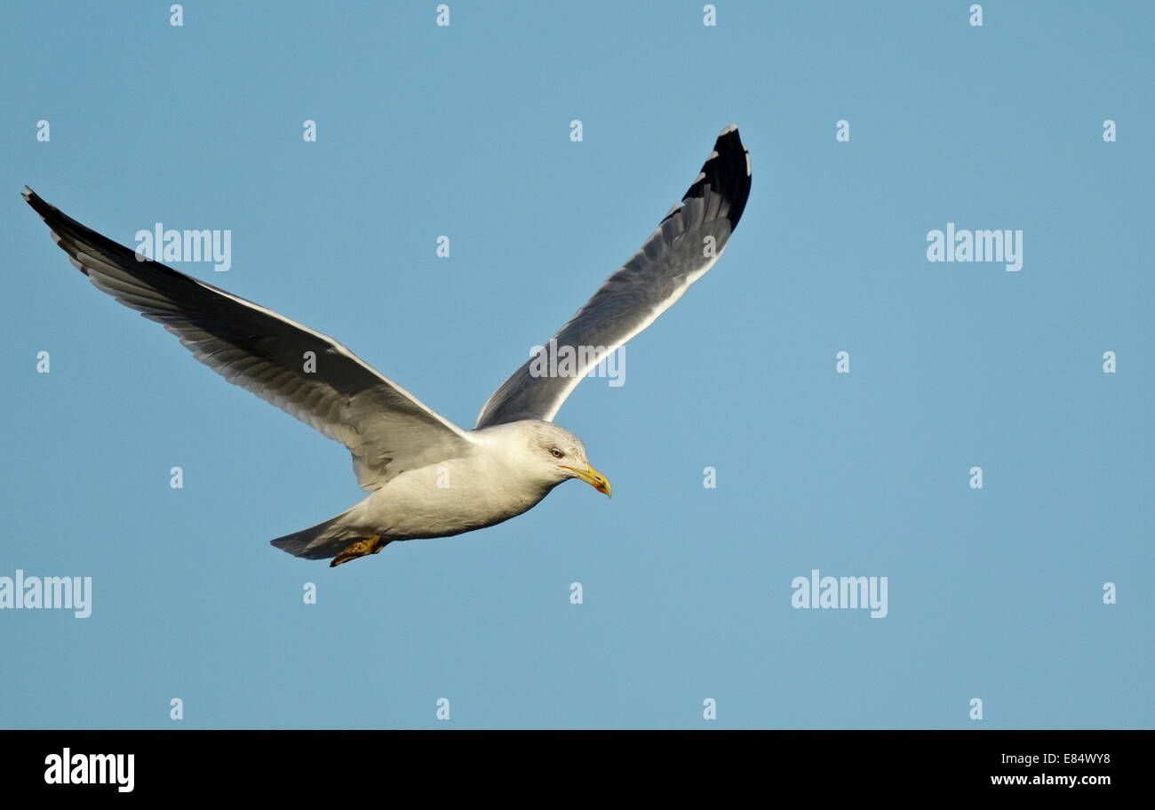 Westlichen Yellow-legged Möve (Larus Michahellis Michahellis), mediterranen gelbe-legged Möve, (Laridae), Stockfoto