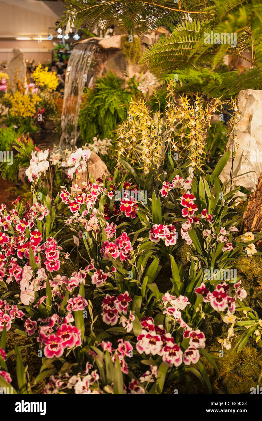 Santa Barbara internationale Orchideen Show, Earl Warren Showgrounds, Santa Barbara, California, Vereinigte Staaten von Amerika Stockfoto