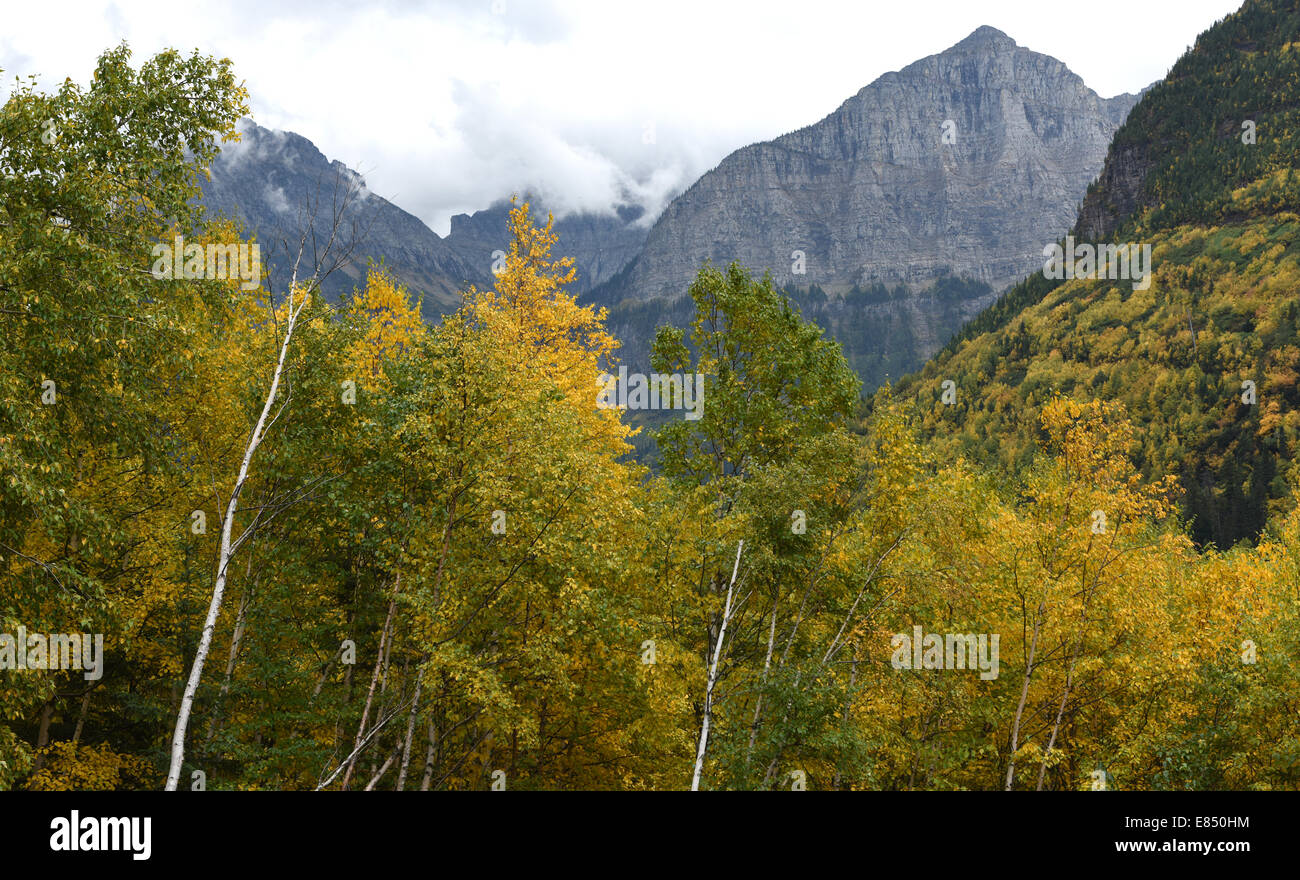 Bäume mit Herbst oder Herbst Farben aus Going-to-the-Sun Road im Glacier National Park, Montana, USA. Stockfoto