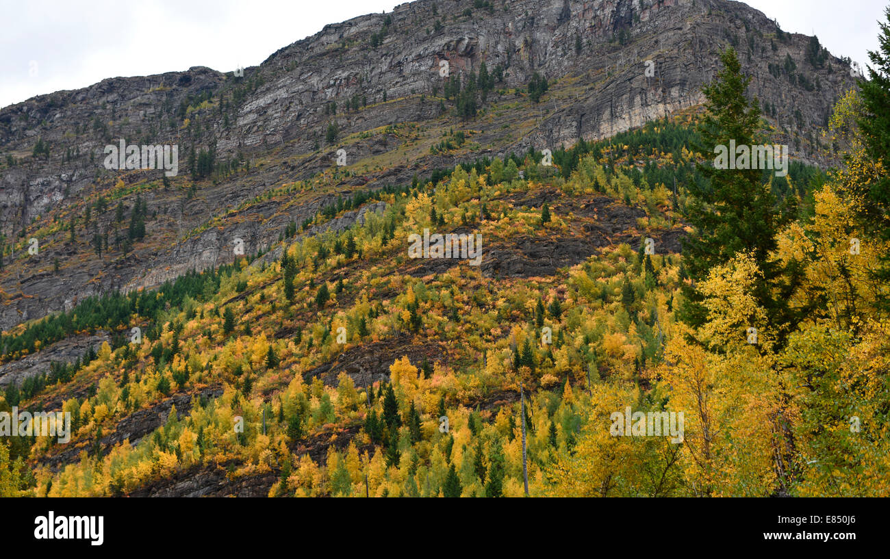 Bäume mit Herbst oder Herbst Farben aus Going-to-the-Sun Road im Glacier National Park, Montana, USA. Stockfoto