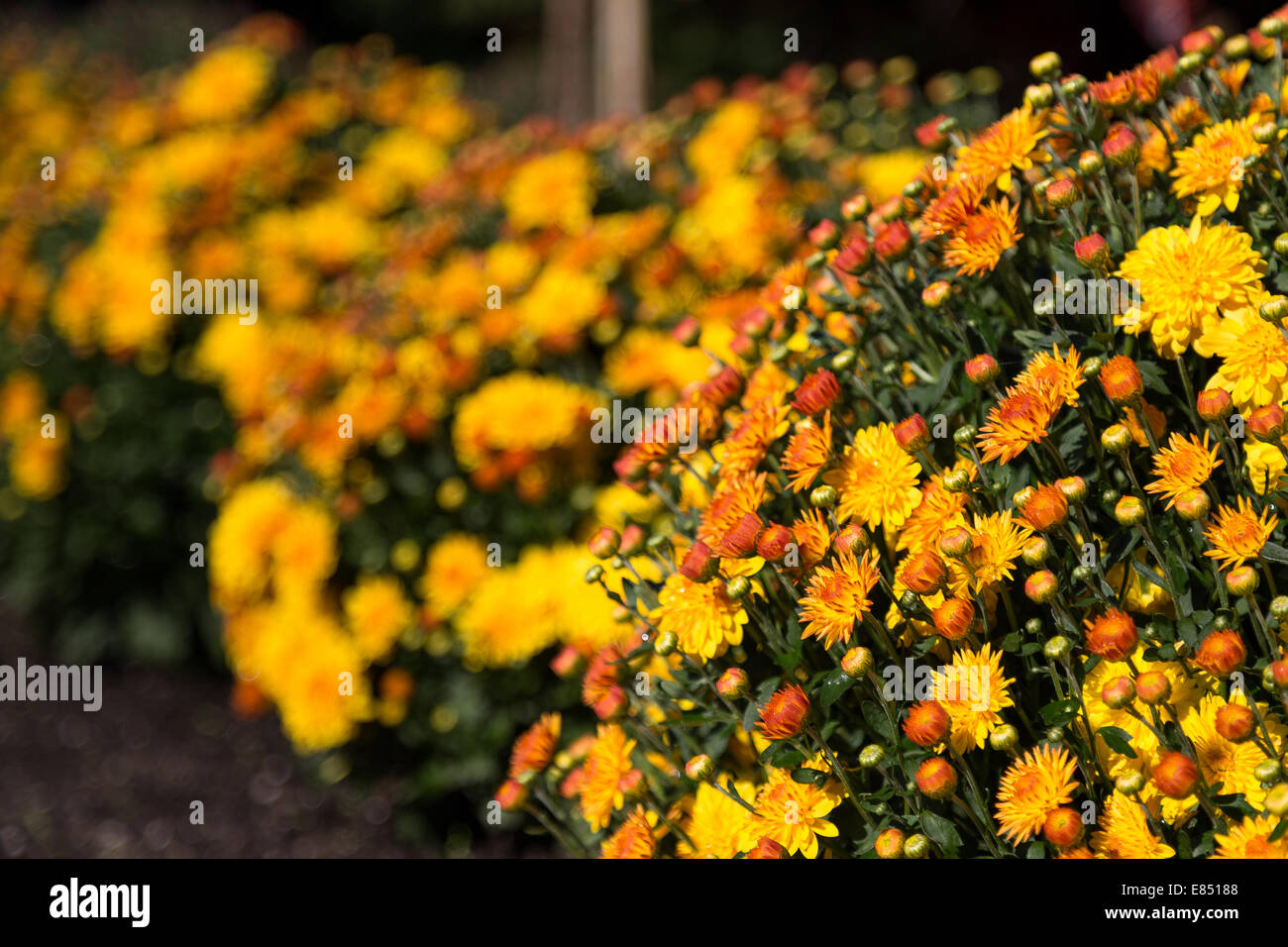 Gelb außerhalb Blumen mit textfreiraum auf der linken Seite Stockfoto