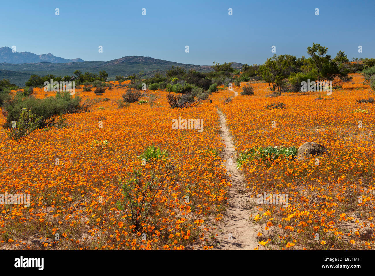 Der Korhaan Wanderweg durch Felder von Wildblumen im Namaqua National Park in Südafrika. Stockfoto