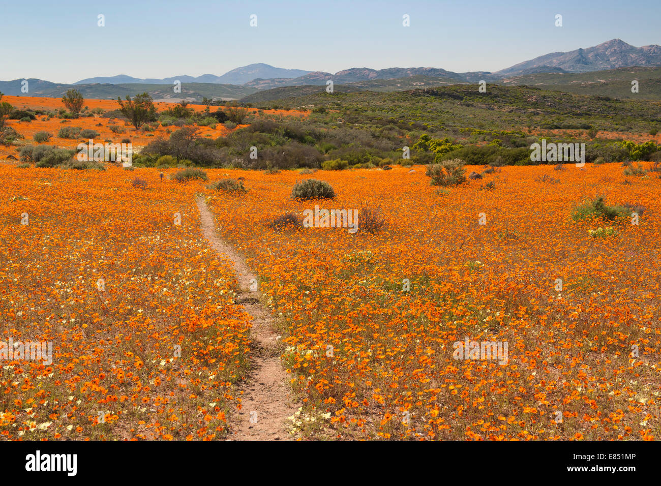 Der Korhaan Wanderweg durch Felder von Wildblumen im Namaqua National Park in Südafrika. Stockfoto