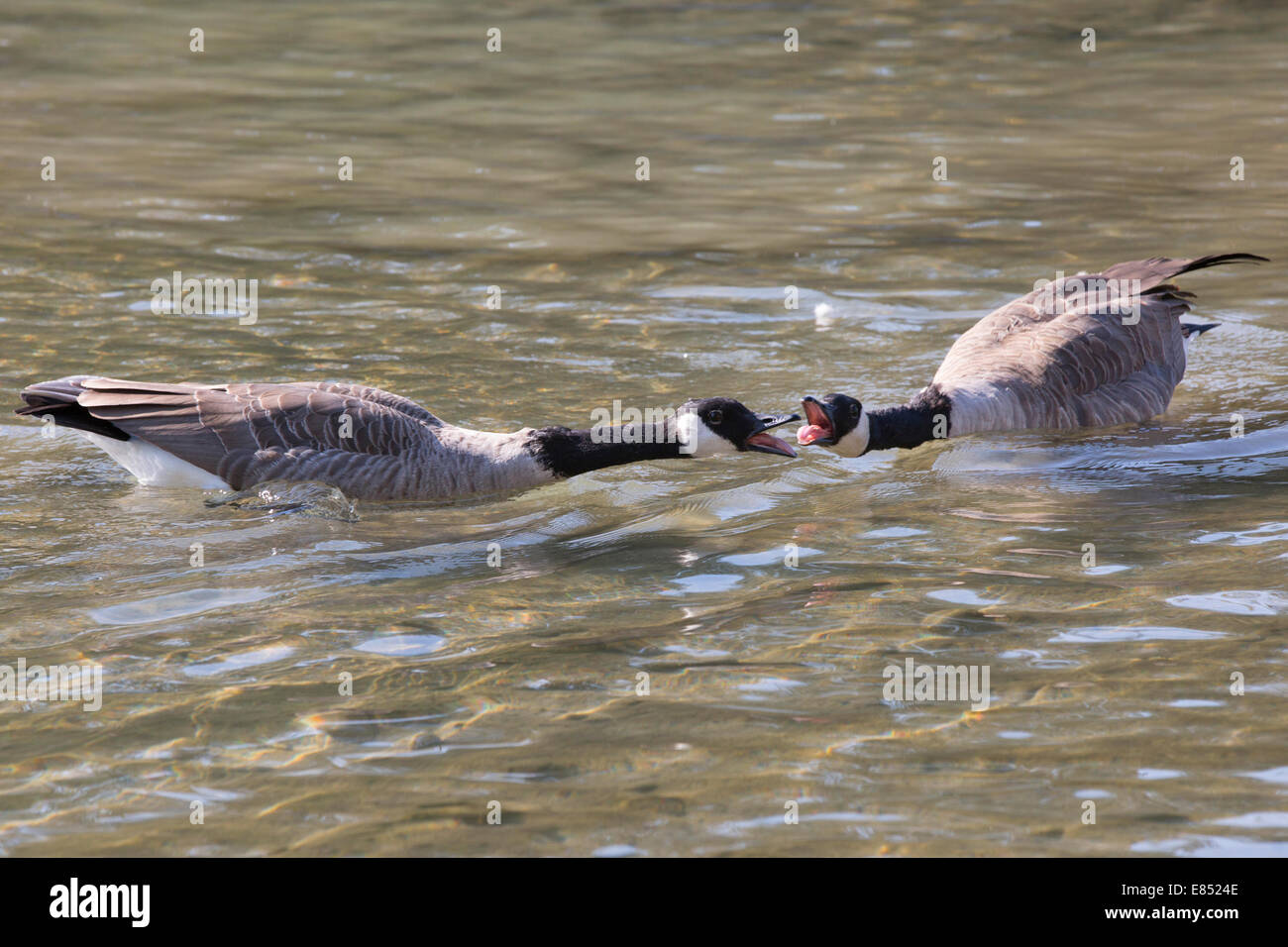 Kanadische Gänse (Branta canadensis), die in einem Teich zischten und kämpften Stockfoto