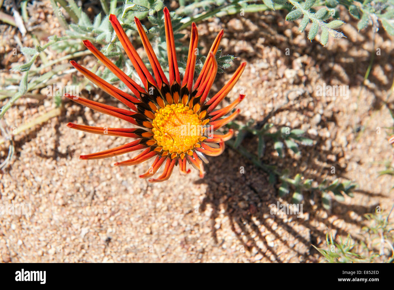 Nahaufnahme einer Blume im Namaqua National Park in Südafrika. Stockfoto