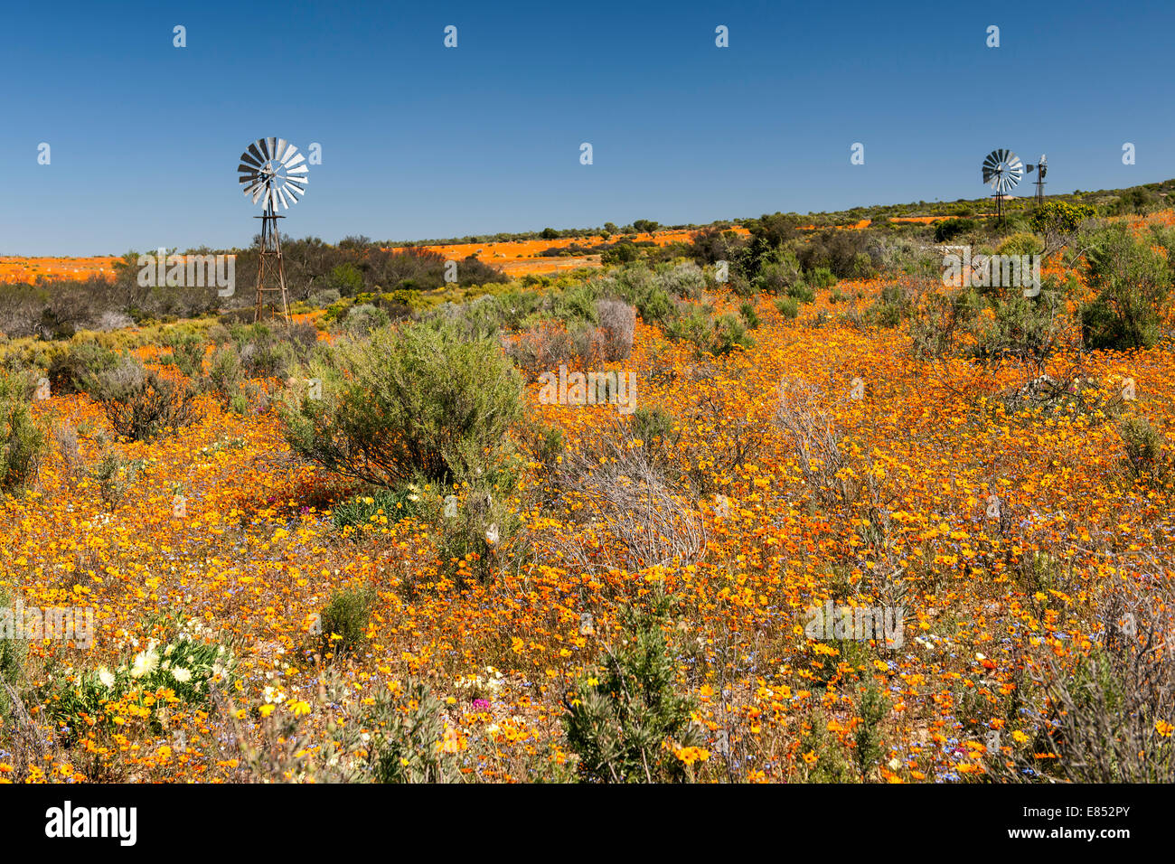 Blumen und Windmühlen im Namaqua National Park in Südafrika. Stockfoto