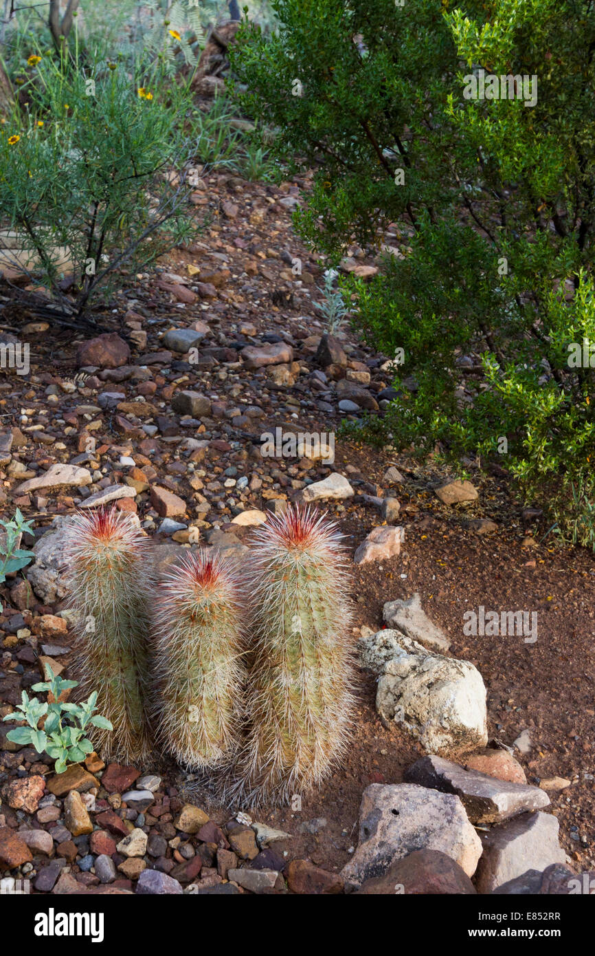 Braun geblümten Kaktus im Garten bei Panther Junction im Big Bend National Park im Südwesten von Texas. Stockfoto