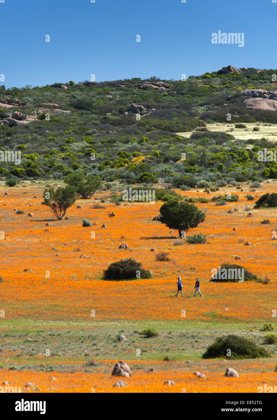 Paare, die durch Blumenwiesen im Namaqua National Park in Südafrika. Stockfoto