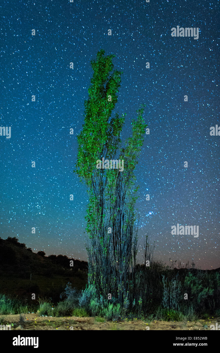 Einsamer Baum und Sternen in Namaqualand im nördlichen Kapprovinz Südafrikas. Stockfoto