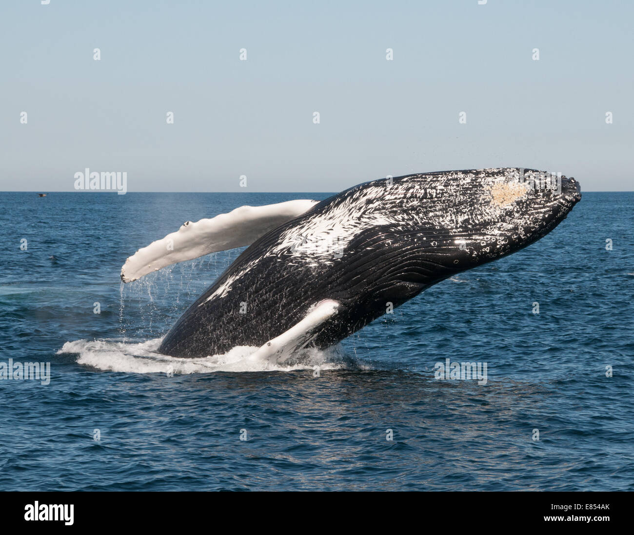 Buckelwal vor der Küste von Boston, in der Stellwagen Banks National Marine Sanctuary Stockfoto