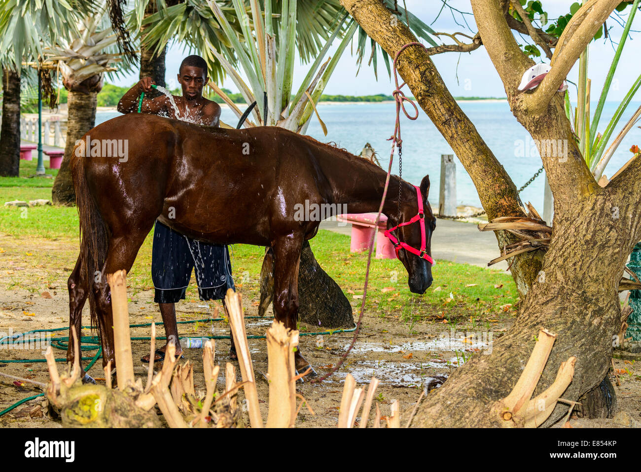Ein junger Mann, ein Insulaner wäscht sein Pferd mit einem Wasserschlauch in der Nähe von Strand von St. Croix, U.s. Virgin Islands. Stockfoto