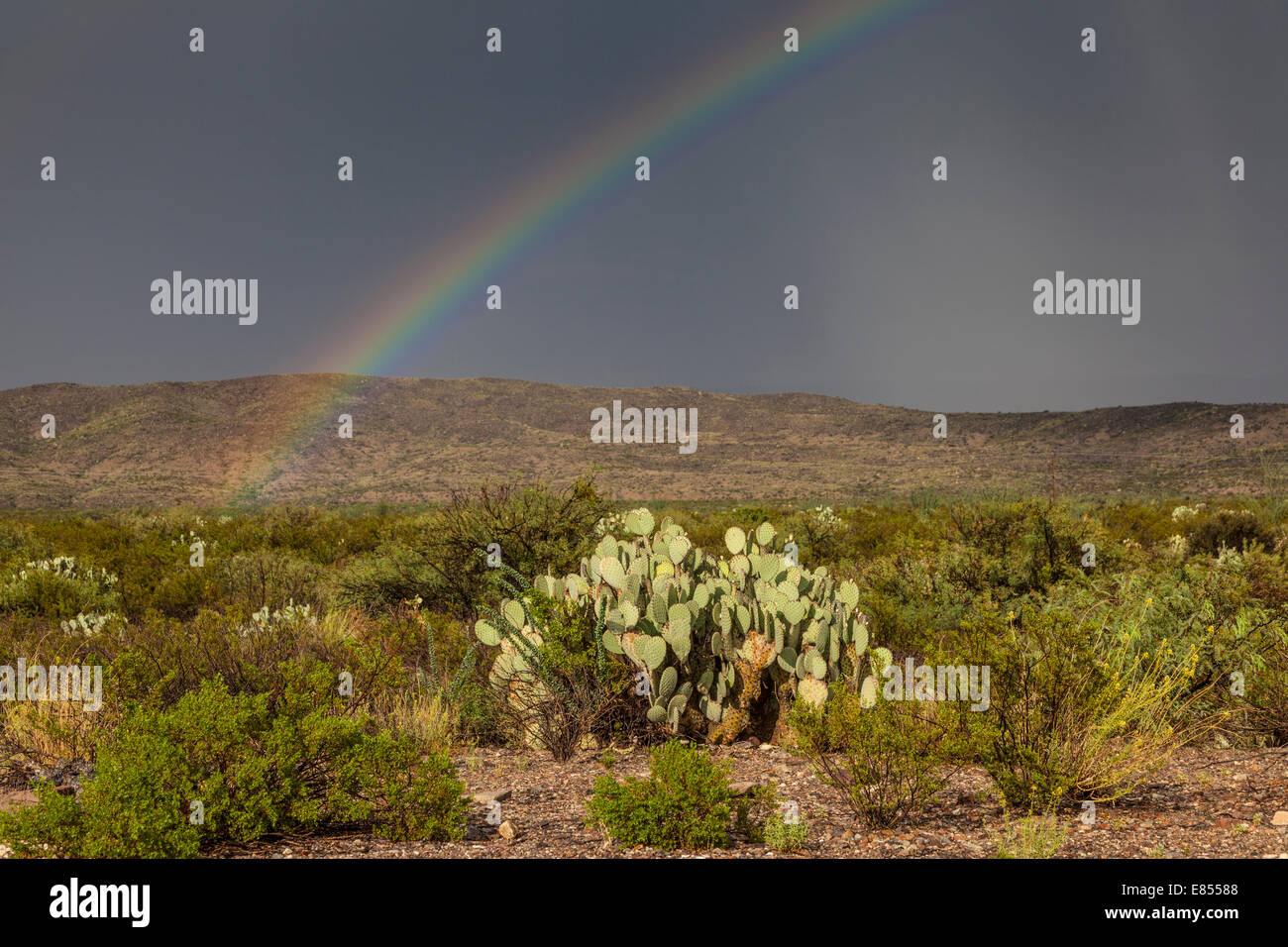 Regenbogen nach Sturm auf dem Dugout Wells in Big Bend Nationalpark. Stockfoto