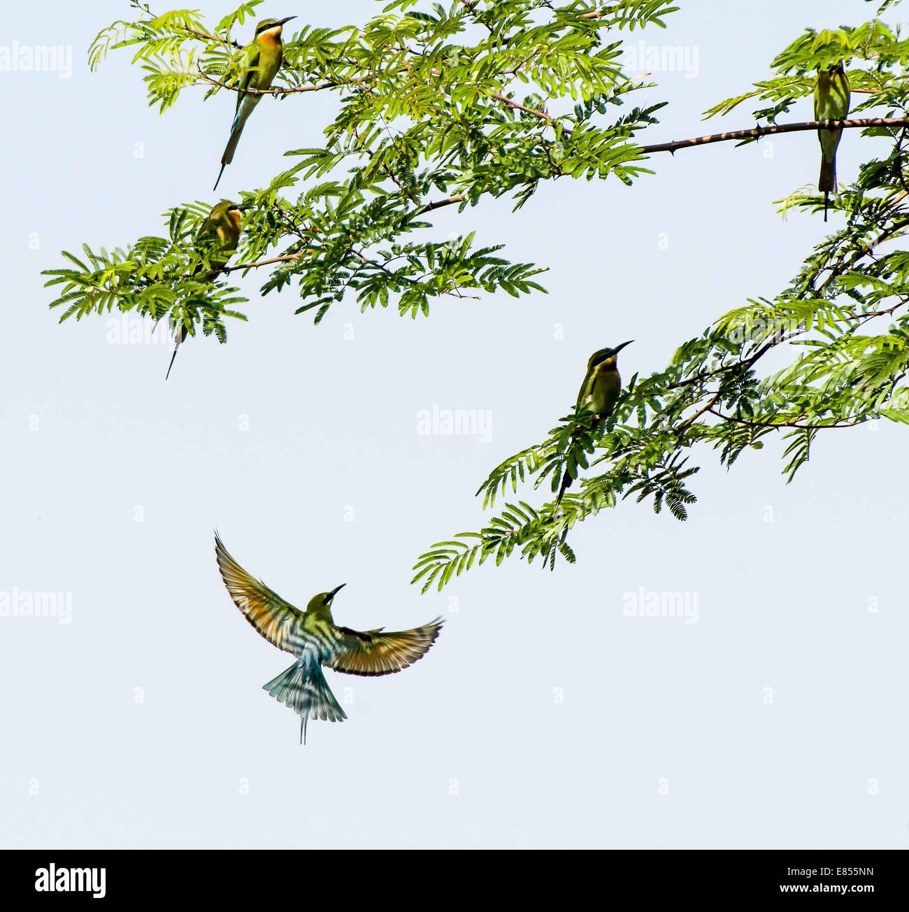 Zhaotong, chinesischen Provinz Yunnan. 20. April 2014. Blau-tailed Bienenfresser (Merops Philippinuses) sind in Qiaojia County Zhaotong Stadt, der südwestlichen chinesischen Provinz Yunnan, 20. April 2014 gesehen. Die blau-tailed Biene-Esser, die vor allem in Südost-Asien brütet, wird mit seiner bunten Federn gekennzeichnet. © Lan Yushou/Xinhua/Alamy Live-Nachrichten Stockfoto