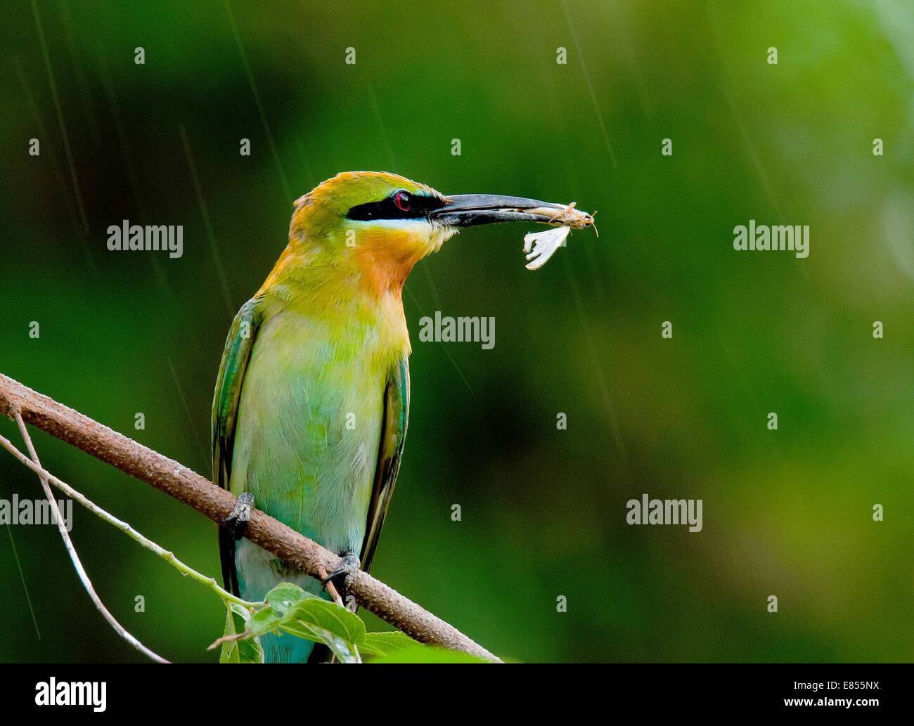 Zhaotong, chinesischen Provinz Yunnan. 13. Juni 2014. Ein blau-tailed Bienenfresser (Merops Philippinus) fängt ein Insekt in Qiaojia County Zhaotong Stadt, der südwestlichen chinesischen Provinz Yunnan, 13. Juni 2014. Die blau-tailed Biene-Esser, die vor allem in Südost-Asien brütet, wird mit seiner bunten Federn gekennzeichnet. © Lan Yushou/Xinhua/Alamy Live-Nachrichten Stockfoto