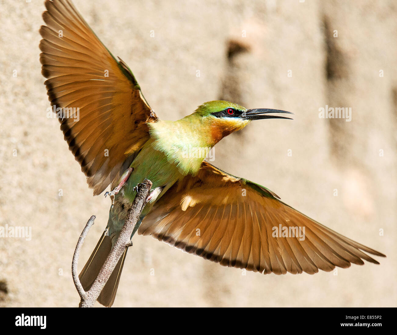 Zhaotong, chinesischen Provinz Yunnan. 25. Mai 2014. Ein blau-tailed Bienenfresser (Merops Philippinus) fliegt in Qiaojia County Zhaotong Stadt, der südwestlichen chinesischen Provinz Yunnan, 25. Mai 2014. Die blau-tailed Biene-Esser, die vor allem in Südost-Asien brütet, wird mit seiner bunten Federn gekennzeichnet. © Lan Yushou/Xinhua/Alamy Live-Nachrichten Stockfoto